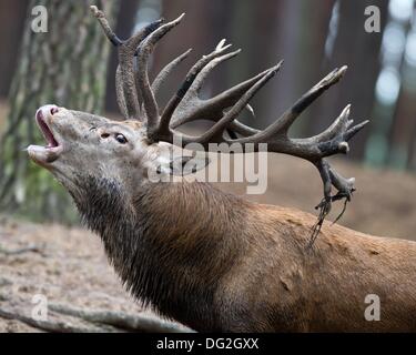 A red deer bells in a compound in the Schorfheide Game Park in Großebeck, Germany, 08 October 2013. On 12 October 2013 the game park holds the night of the wolves (Wolfsnacht) at which the park will stay open till midnight. With flashlights visitors can watch the feeding of the animals by night. On 13 October the traditional 'Hirschfest' (lit. deer fest) will take place, a day all about the deer. Photo: PATRICK PLEUL Stock Photo