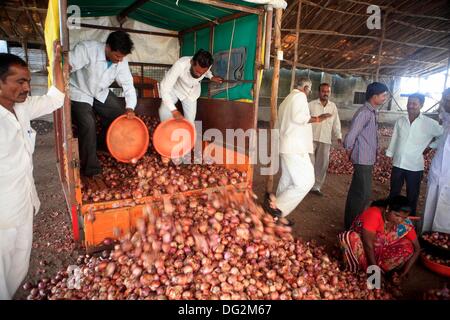 Lasalgaon, Maharashtra, India. 26th Sep, 2013. A Onion trader unloads the stock at his warehouse after he bought the onions at the auction at the Lasalgaon Onion Market. The current supply is reportedly about 1/10 the regular volume leading to huge increase in the price of onions in India. In India the onion prices have more than tripled this year 2013. Onions have become a surprisingly sensitive topic in the country, considered a everyday dietary staple. Inflation data showed that wholesale onion prices shot up 245 per cent in August. (Credit Image: © Subhash Sharma/ZUMA Wire/ZUMAPRESS Stock Photo