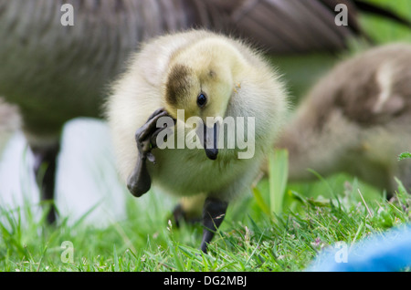 Canada Goose [Branta canadensis] baby gosling scratching its head with its foot, humorous, funny, Norfolk Broads. May. Stock Photo