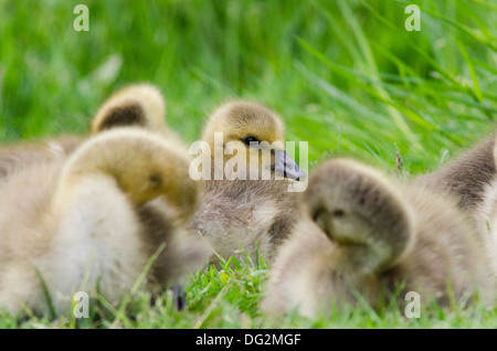 Canada Goose [Branta canadensis] baby goslings huddling in grass  beside river Ant, Norfolk Broads. May. Stock Photo
