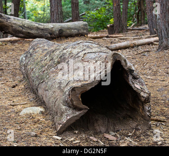 Large hollowed out tree trunk on the forest floor. Stock Photo