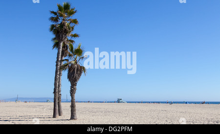 Palms on Santa Monica Beach - Los Angeles - during a sunny day with a perfect blue sky Stock Photo