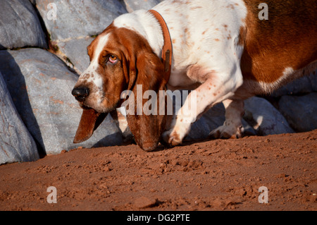 Basset Hound on beach Stock Photo