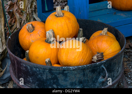 Orange Halloween and Thanksgiving pumpkins [Cucurbita pepo] displayed for sale in a metal barrel. Stock Photo