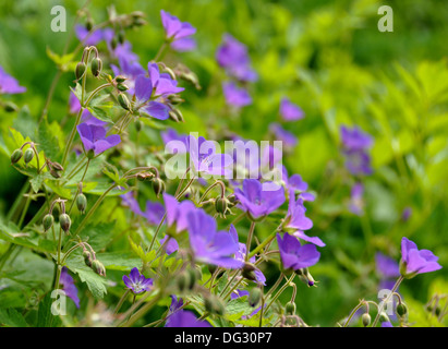 Purple Woodland geranium flowering in a garden Stock Photo