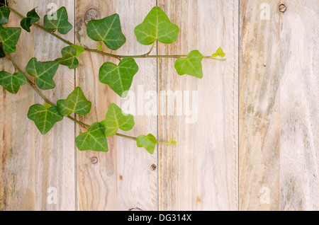 ivy leaves on an old fence vertical planks. copy space Stock Photo