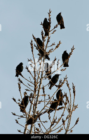 Flock of European starlings (Sturnus vulgaris) perched in tree Stock Photo