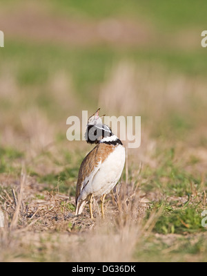 Little Bustard male Stock Photo