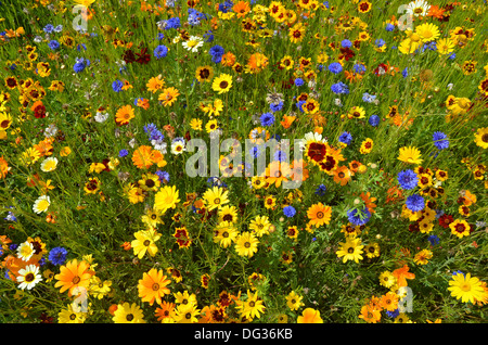 A typical British wild flower meadow in London's Olympic Park in 2012 which includes Coreopsis, daisies and Cornflowers Stock Photo