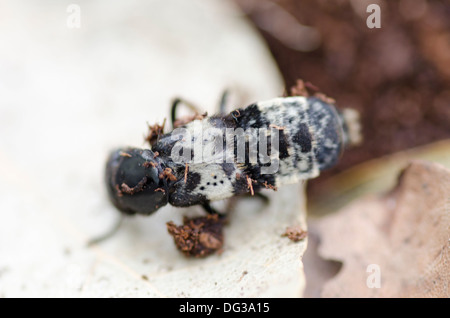 Creophilus maxillosus, rove beetle. Stock Photo