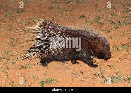 Cape porcupine (Hystrix africaeaustralis), South Africa Stock Photo