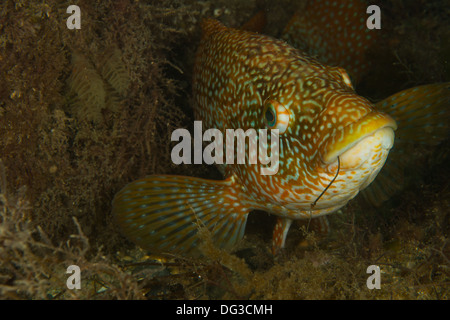 Beautiful Ballan Wrasse under swanage pier with a fishing hook caught in it's mouth. Stock Photo