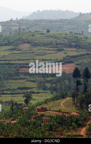 Rural Rwanda Land of 1000 Hills farms banana and hills with terracing ...