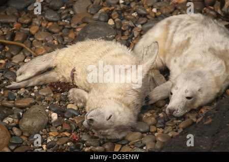 Two newborn Atlantic Grey Halichoerus grypus seal pups from different mothers on a beach in Pembrokeshire, Wales. Stock Photo