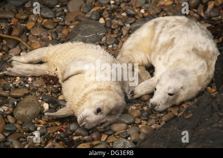 Two newborn Atlantic Grey Halichoerus grypus seal pups from different mothers on a beach in Pembrokeshire, Wales. Stock Photo
