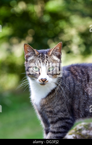 Felis catus. Tabby cat portrait. Stock Photo