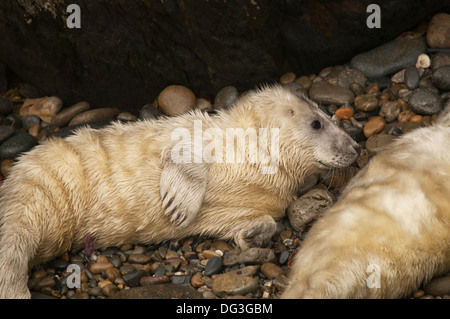 Two newborn Atlantic Grey Halichoerus grypus seal pups from different mothers on a beach in Pembrokeshire, Wales. Stock Photo