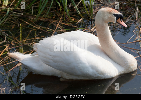 Mute Swan Cygnus olor). Male or cob. Swimming on a Broadland dyke, Norfolk. Stock Photo