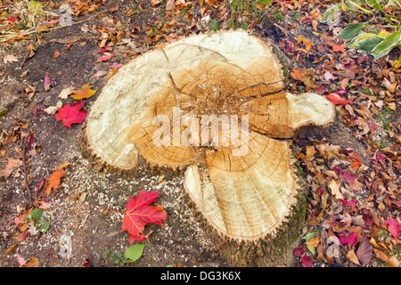 Ash tree stump showing heart rot fungal disease that causes the decay of wood at the center of tree trunks. Stock Photo