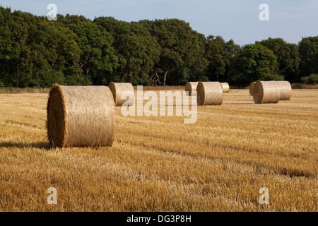 Round, net bound and wrapped straw bales, left on stubble after cereal harvest gathered in. Ingham, Norfolk. Stock Photo