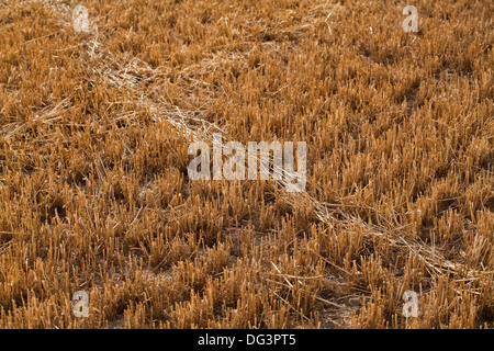 Red Deer (Cervus elaphus), regular walkway through standing cereal crop, revealed after harvest. Note lay of trodden straw . Stock Photo