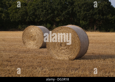Round, net bound and wrapped straw bales, left on stubble after cereal harvest gathered in. Stock Photo