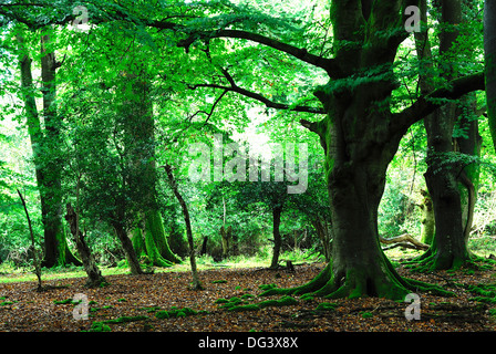 A view of Gritnam Wood in the New Forest Hampshire UK Stock Photo