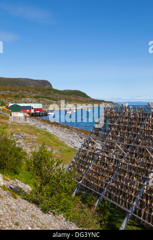 Cod drying on traditional drying racks, Nordkapp, Finnmark, Norway, Scandinavia, Europe Stock Photo