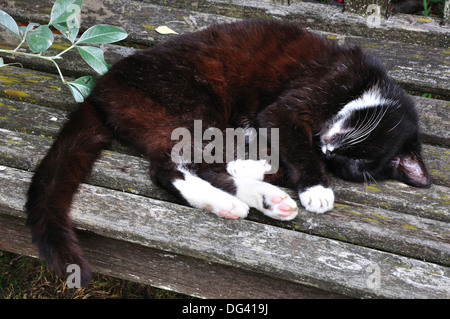 A sleepy black cat on a wooden bench UK Stock Photo