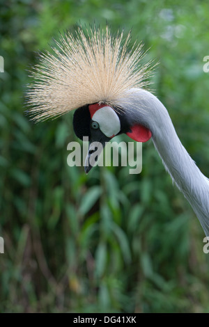 African Gray Crowned Crane (Balearica regulorum gibbericeps). Adult male. Portrait. Stock Photo
