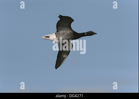 Brent Goose Branta bernicla Stock Photo