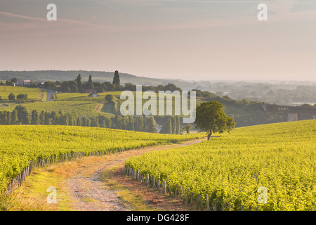 The vineyards of Sancerre in the Loire Valley, Cher, Centre, France, Europe Stock Photo