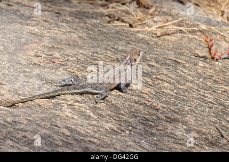 A female Red-headed Rock Agama (Agama Agama) in Serengeti National Park, Tanzania Stock Photo