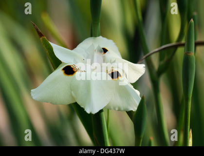 African Iris or Fortnight Lily from South Africa - Dietes bicolor Stock Photo