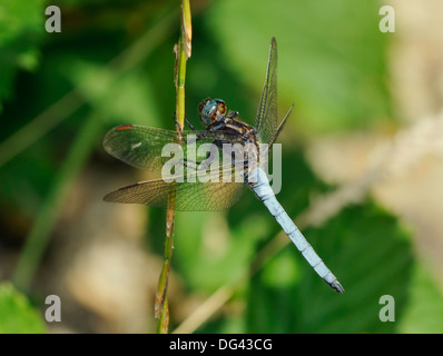 Keeled Skimmer Dragonfly - Orthetrum coerulescens Male