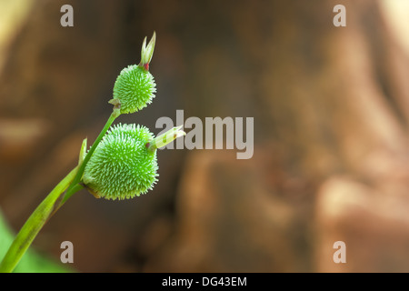 Closeup green seed of canna flower on bark background,canna lily. Stock Photo