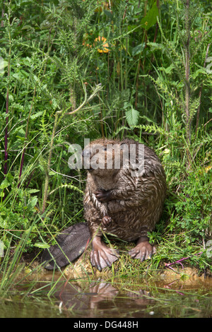 Eurasian beaver (Castor fiber), captive in breeding programme, United Kingdom, Europe Stock Photo