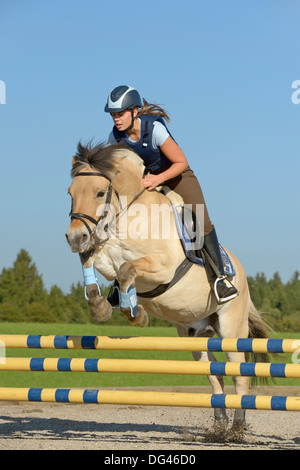 Young rider (wearing a body protector) on back of a Norwegian Fjord horse show jumping Stock Photo