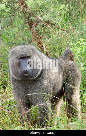 Alpha Male Olive (Anubis) Baboon Papio anubis Cercopithecinae Southern Akagera National Game Reserve Rwanda Central Africa Stock Photo