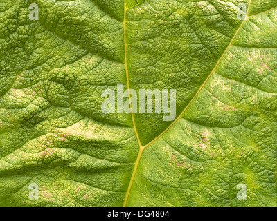 Closeup of green Giant Rhubarb ( Gunnera Manicata ) plant leaf showing Y shaped vein. Stock Photo
