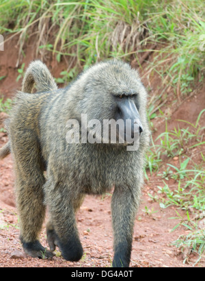 Alpha Male Olive (Anubis) Baboon Papio anubis Cercopithecinae Southern Akagera National Game Reserve Rwanda Central Africa Stock Photo