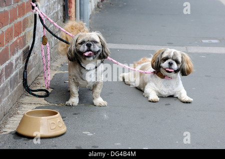 Shih tzu dogs tied up outside a shop in Freshwater, Isle of Wight Stock Photo