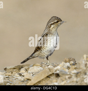 The Wryneck Jynx torquilla Stock Photo