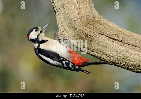 Great Spotted Woodpecker Dendrocopus major