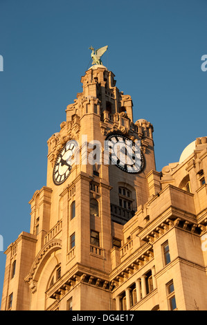 Royal Liver Building Bird Liverpool Merseyside UK Stock Photo