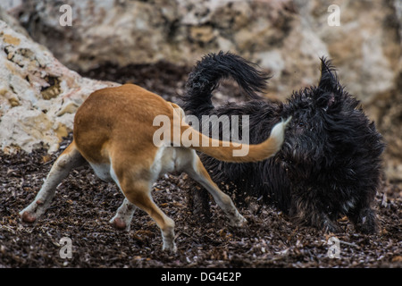 Two Dogs play fighting on the beach Stock Photo