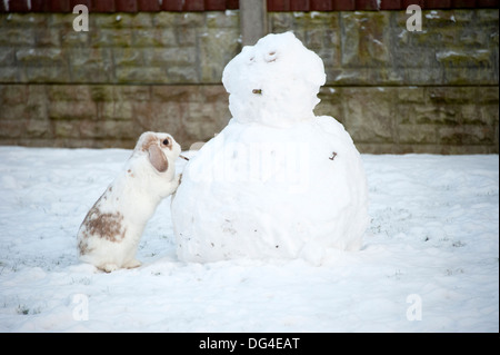 Lop eared white rabbit building snowman in winter Stock Photo