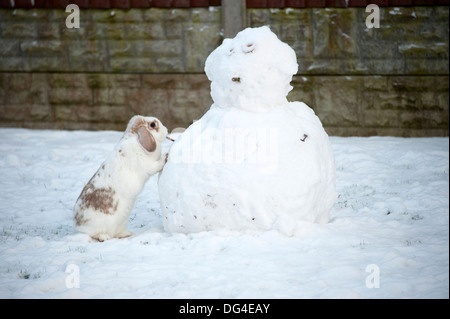 Lop eared white rabbit building snowman in winter Stock Photo