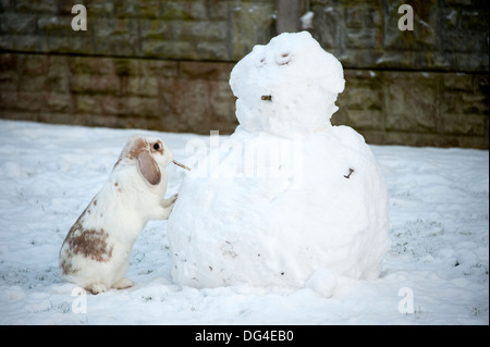 Lop eared white rabbit building snowman in winter Stock Photo