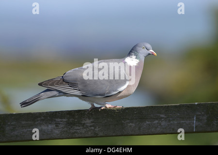 Woodpigeon Columba palumbus Stock Photo